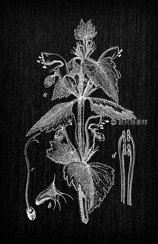 植物学植物仿古雕刻插画:斑叶Lamium maculatum(斑点死荨麻、斑点henbit或紫龙)